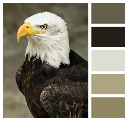 Bald Eagle Bird Predator Image